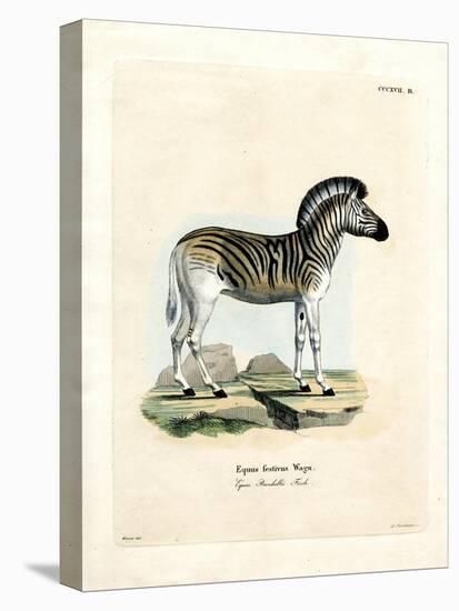 Burchell's Zebra-null-Stretched Canvas