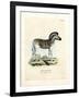 Burchell's Zebra-null-Framed Giclee Print