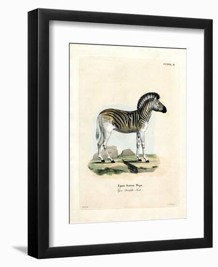 Burchell's Zebra-null-Framed Premium Giclee Print