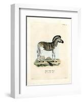 Burchell's Zebra-null-Framed Premium Giclee Print
