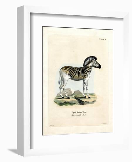 Burchell's Zebra-null-Framed Premium Giclee Print