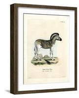 Burchell's Zebra-null-Framed Giclee Print