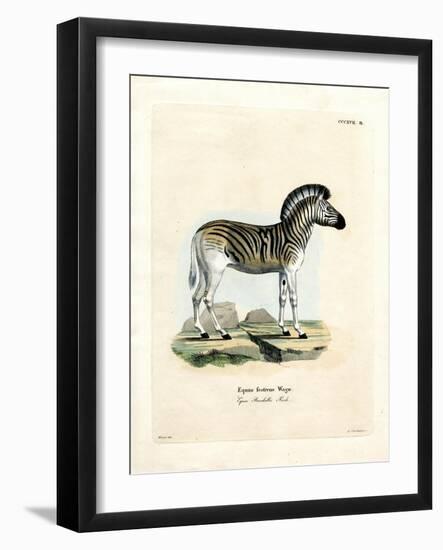Burchell's Zebra-null-Framed Giclee Print