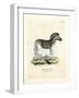 Burchell's Zebra-null-Framed Giclee Print