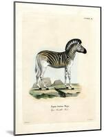 Burchell's Zebra-null-Mounted Giclee Print