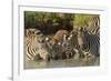 Burchell's zebras drinking at sunrise, Masai Mara, Kenya, Africa-Adam Jones-Framed Photographic Print