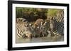 Burchell's zebras drinking at sunrise, Masai Mara, Kenya, Africa-Adam Jones-Framed Photographic Print