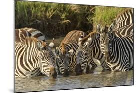 Burchell's zebras drinking at sunrise, Masai Mara, Kenya, Africa-Adam Jones-Mounted Photographic Print