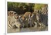 Burchell's zebras drinking at sunrise, Masai Mara, Kenya, Africa-Adam Jones-Framed Photographic Print