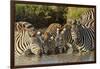 Burchell's zebras drinking at sunrise, Masai Mara, Kenya, Africa-Adam Jones-Framed Photographic Print