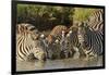 Burchell's zebras drinking at sunrise, Masai Mara, Kenya, Africa-Adam Jones-Framed Photographic Print