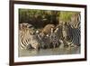 Burchell's zebras drinking at sunrise, Masai Mara, Kenya, Africa-Adam Jones-Framed Photographic Print