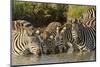 Burchell's zebras drinking at sunrise, Masai Mara, Kenya, Africa-Adam Jones-Mounted Premium Photographic Print