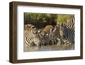 Burchell's zebras drinking at sunrise, Masai Mara, Kenya, Africa-Adam Jones-Framed Photographic Print