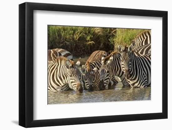 Burchell's zebras drinking at sunrise, Masai Mara, Kenya, Africa-Adam Jones-Framed Photographic Print