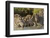 Burchell's zebras drinking at sunrise, Masai Mara, Kenya, Africa-Adam Jones-Framed Photographic Print