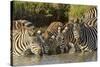 Burchell's zebras drinking at sunrise, Masai Mara, Kenya, Africa-Adam Jones-Stretched Canvas