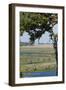 Burchell's Zebras (Equus Burchelli), Chobe National Park, Botswana, Africa-Sergio Pitamitz-Framed Photographic Print