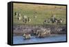 Burchell's Zebras (Equus Burchelli), Chobe National Park, Botswana, Africa-Sergio Pitamitz-Framed Stretched Canvas