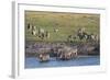 Burchell's Zebras (Equus Burchelli), Chobe National Park, Botswana, Africa-Sergio Pitamitz-Framed Photographic Print