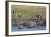 Burchell's Zebras (Equus Burchelli), Chobe National Park, Botswana, Africa-Sergio Pitamitz-Framed Photographic Print