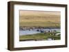 Burchell's Zebras (Equus Burchelli), Chobe National Park, Botswana, Africa-Sergio Pitamitz-Framed Photographic Print