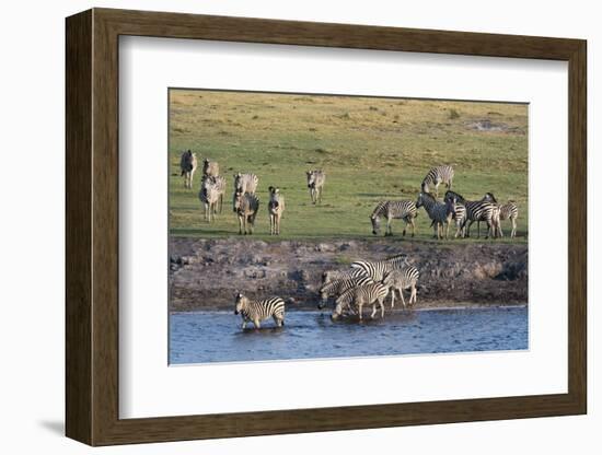 Burchell's Zebras (Equus Burchelli), Chobe National Park, Botswana, Africa-Sergio Pitamitz-Framed Photographic Print