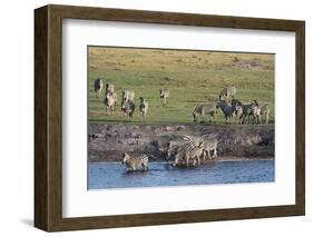 Burchell's Zebras (Equus Burchelli), Chobe National Park, Botswana, Africa-Sergio Pitamitz-Framed Photographic Print