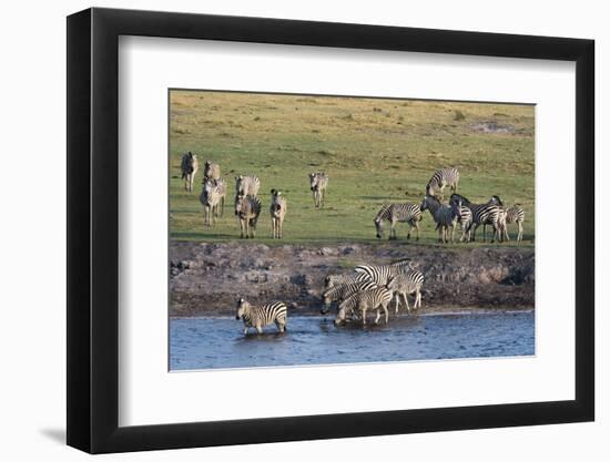 Burchell's Zebras (Equus Burchelli), Chobe National Park, Botswana, Africa-Sergio Pitamitz-Framed Photographic Print