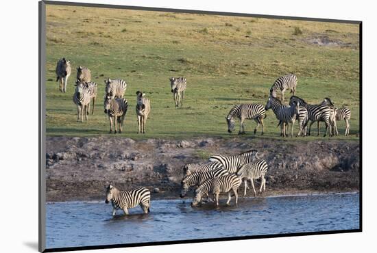 Burchell's Zebras (Equus Burchelli), Chobe National Park, Botswana, Africa-Sergio Pitamitz-Mounted Photographic Print