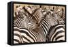 Burchell's Zebras (Equus Burchelli) in a Forest, Tarangire National Park, Tanzania-null-Framed Stretched Canvas