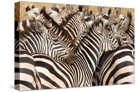 Burchell's Zebras (Equus Burchelli) in a Forest, Tarangire National Park, Tanzania-null-Stretched Canvas