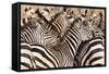 Burchell's Zebras (Equus Burchelli) in a Forest, Tarangire National Park, Tanzania-null-Framed Stretched Canvas