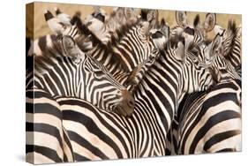 Burchell's Zebras (Equus Burchelli) in a Forest, Tarangire National Park, Tanzania-null-Stretched Canvas