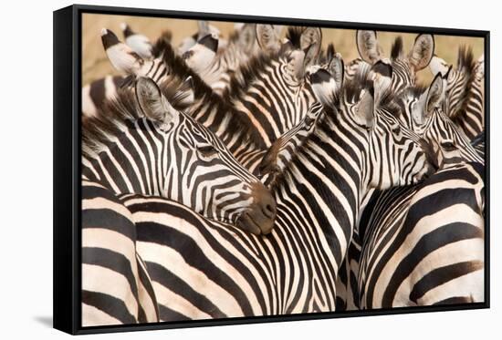 Burchell's Zebras (Equus Burchelli) in a Forest, Tarangire National Park, Tanzania-null-Framed Stretched Canvas