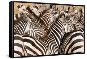 Burchell's Zebras (Equus Burchelli) in a Forest, Tarangire National Park, Tanzania-null-Framed Stretched Canvas