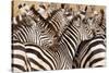 Burchell's Zebras (Equus Burchelli) in a Forest, Tarangire National Park, Tanzania-null-Stretched Canvas