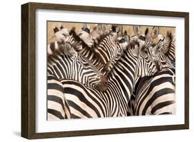 Burchell's Zebras (Equus Burchelli) in a Forest, Tarangire National Park, Tanzania-null-Framed Photographic Print