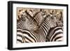 Burchell's Zebras (Equus Burchelli) in a Forest, Tarangire National Park, Tanzania-null-Framed Photographic Print