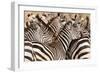 Burchell's Zebras (Equus Burchelli) in a Forest, Tarangire National Park, Tanzania-null-Framed Photographic Print