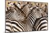 Burchell's Zebras (Equus Burchelli) in a Forest, Tarangire National Park, Tanzania-null-Mounted Photographic Print