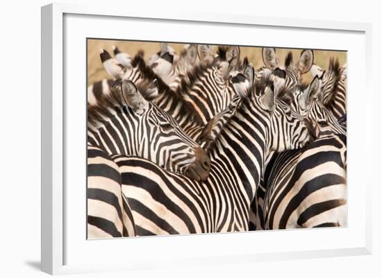 Burchell's Zebras (Equus Burchelli) in a Forest, Tarangire National Park, Tanzania-null-Framed Photographic Print