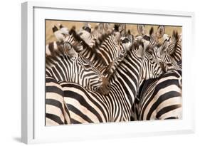 Burchell's Zebras (Equus Burchelli) in a Forest, Tarangire National Park, Tanzania-null-Framed Photographic Print