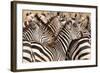 Burchell's Zebras (Equus Burchelli) in a Forest, Tarangire National Park, Tanzania-null-Framed Photographic Print