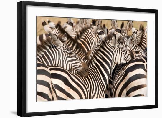 Burchell's Zebras (Equus Burchelli) in a Forest, Tarangire National Park, Tanzania-null-Framed Photographic Print