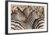 Burchell's Zebras (Equus Burchelli) in a Forest, Tarangire National Park, Tanzania-null-Framed Photographic Print