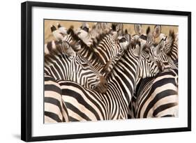 Burchell's Zebras (Equus Burchelli) in a Forest, Tarangire National Park, Tanzania-null-Framed Photographic Print