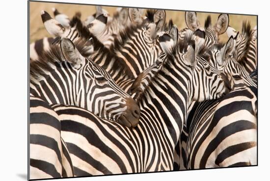 Burchell's Zebras (Equus Burchelli) in a Forest, Tarangire National Park, Tanzania-null-Mounted Photographic Print