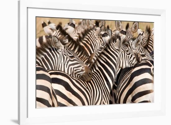 Burchell's Zebras (Equus Burchelli) in a Forest, Tarangire National Park, Tanzania-null-Framed Photographic Print