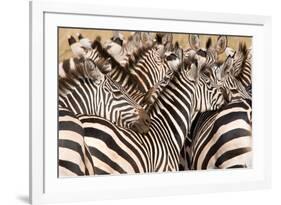 Burchell's Zebras (Equus Burchelli) in a Forest, Tarangire National Park, Tanzania-null-Framed Photographic Print